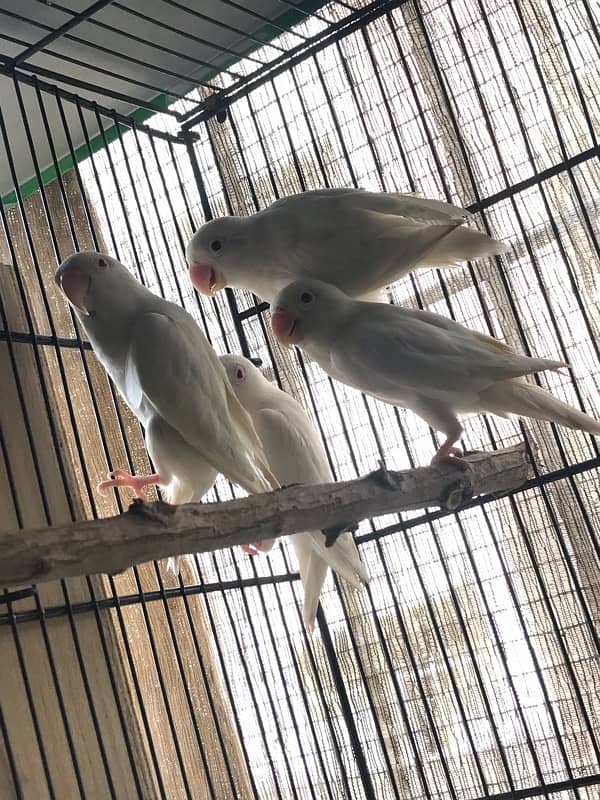 adult Albino red eyes DNA confirmed males ready to first breed 6