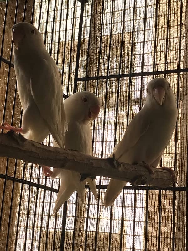 adult Albino red eyes DNA confirmed males ready to first breed 8