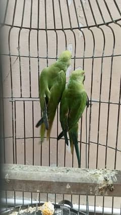 wild green parrot pair