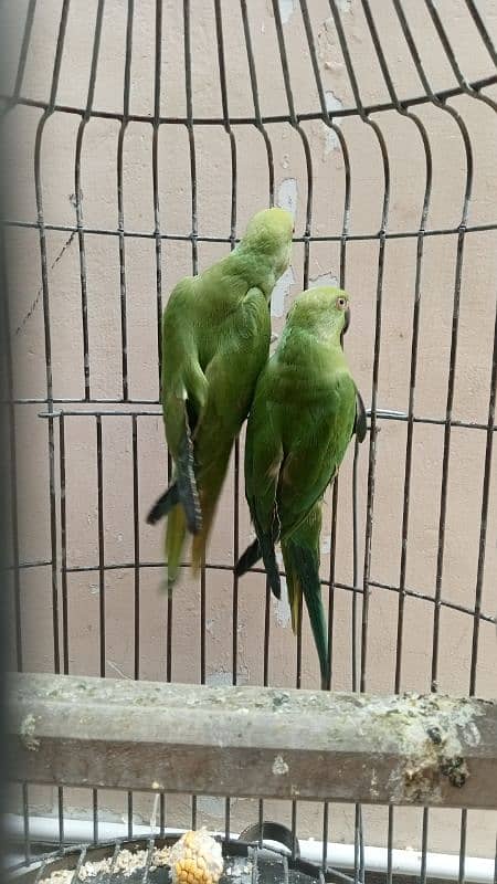 wild green parrot pair 0