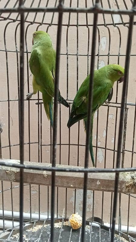 wild green parrot pair 1