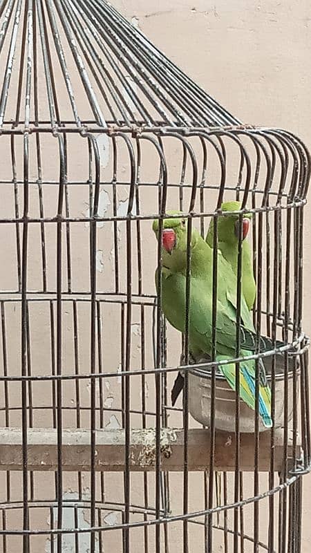 wild green parrot pair 2