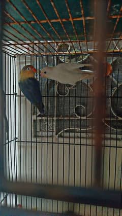 par blu split eno with albino eno female 0