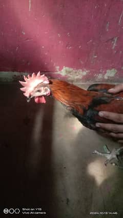 Chick  Male