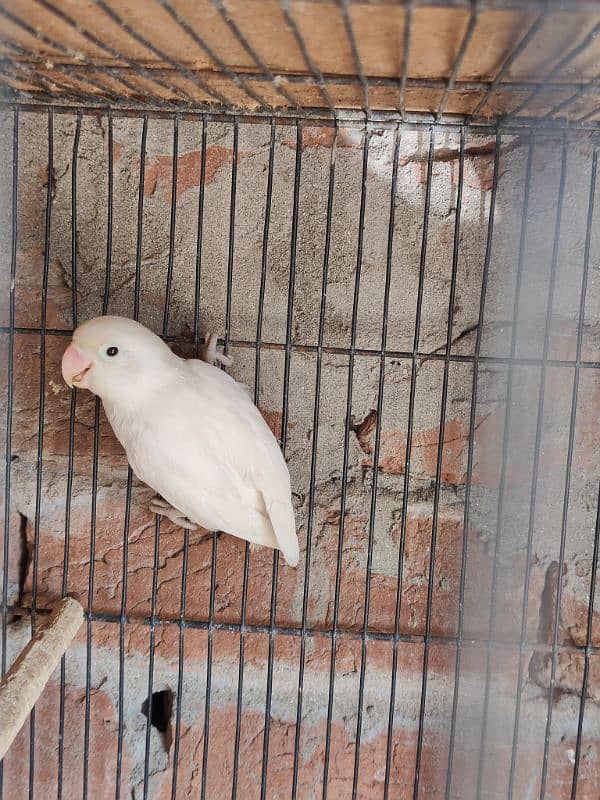 2 breeder pairs egg laying red eyes one albino breeder03/00/96/37/92/8 1