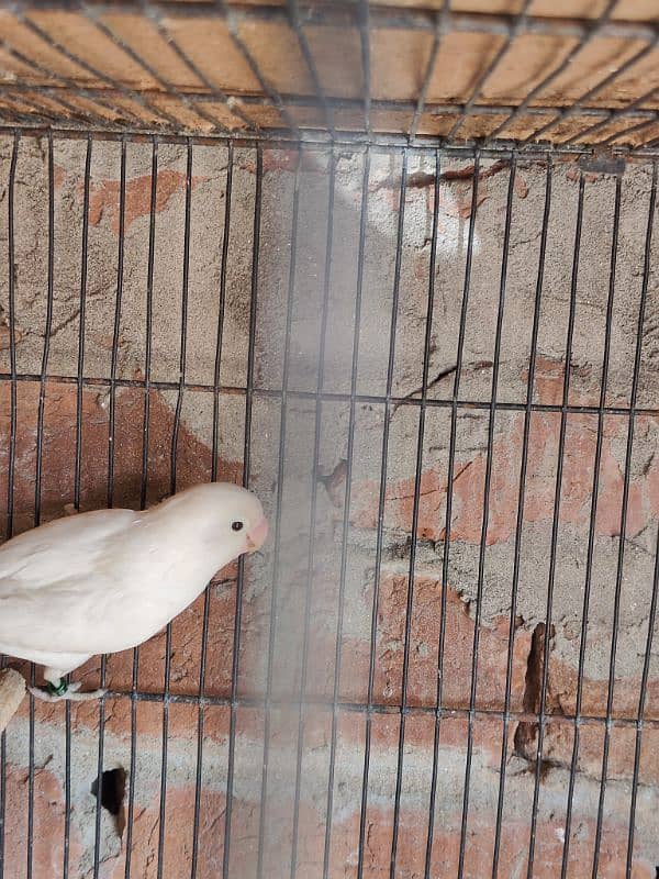 2 breeder pairs egg laying red eyes one albino breeder03/00/96/37/92/8 2