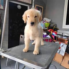 Golden Retriver Puppies