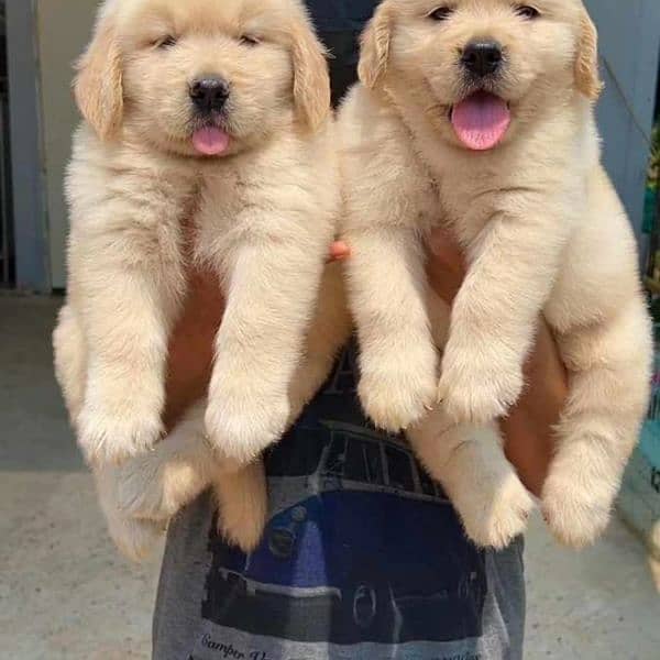 Golden Retriver Puppies 1