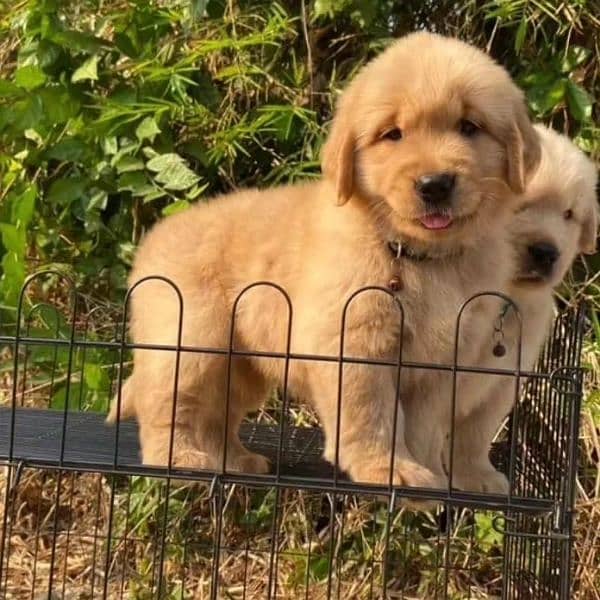 Golden Retriver Puppies 3