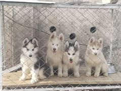 I want to sale my husky puppies