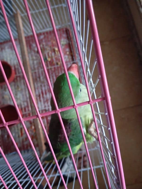 green parrot 0