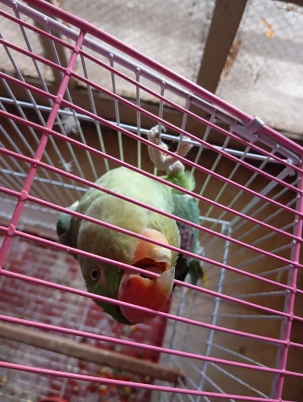 green parrot 1