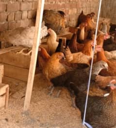 Golden Misri | Silver Golden | Hens | Murgiya | مرغیاں | Chicks  for 0