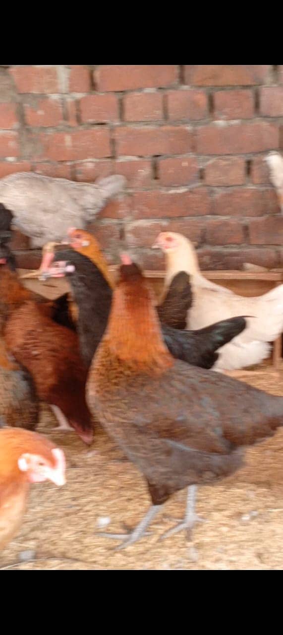 Golden Misri | Silver Golden | Hens | Murgiya | مرغیاں | Chicks  for 1