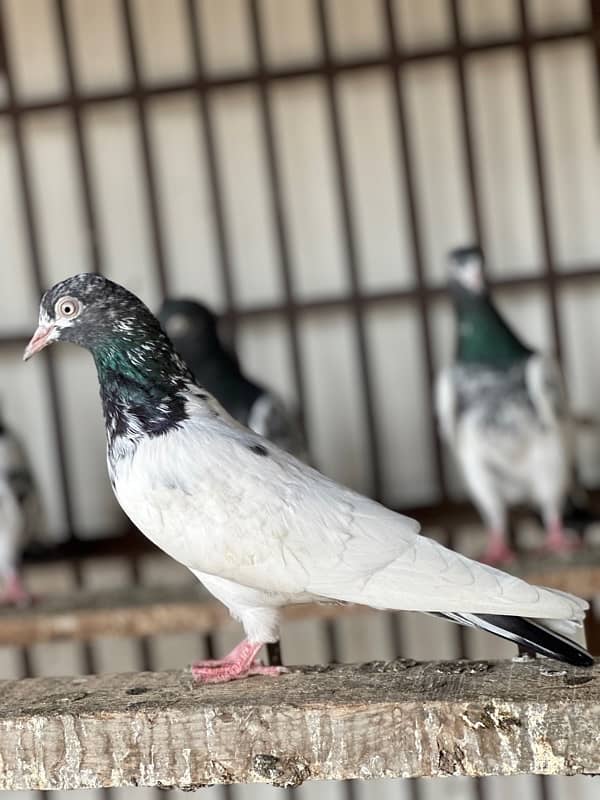 teddy kabooter pigeons for sale urgently 1