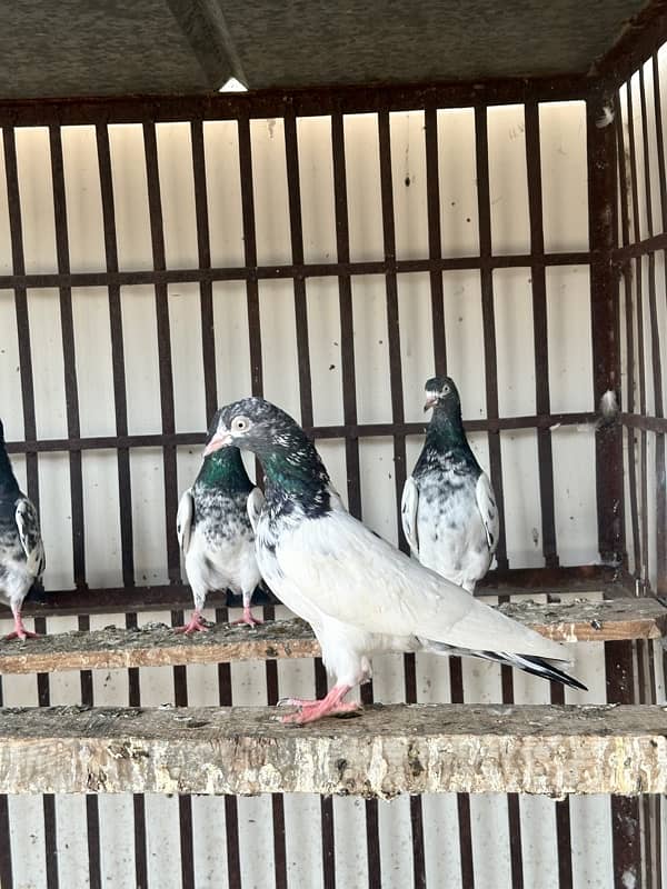 teddy kabooter pigeons for sale urgently 2