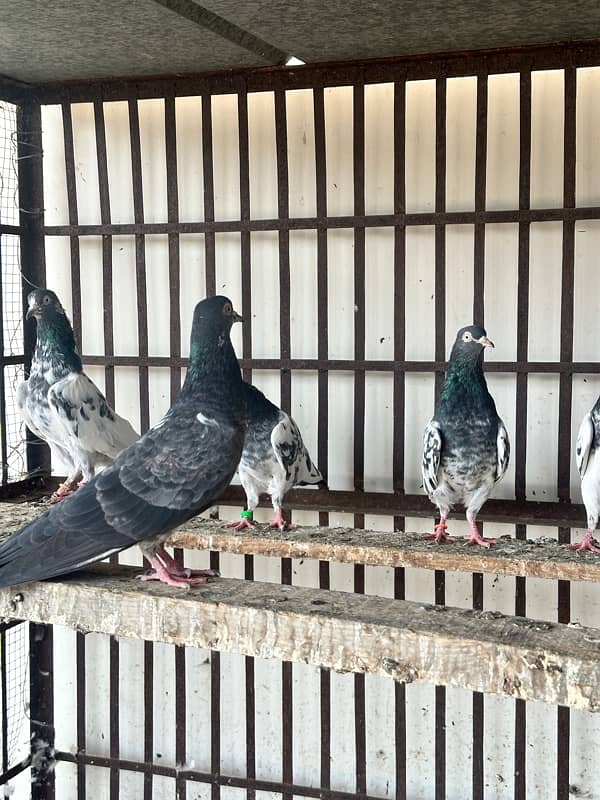 teddy kabooter pigeons for sale urgently 3