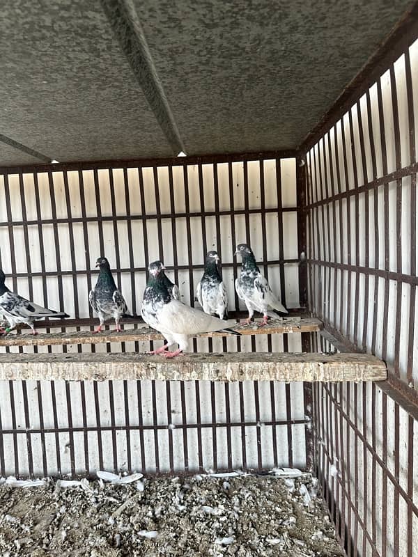 teddy kabooter pigeons for sale urgently 4