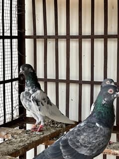 teddy kabooter pigeons for sale urgently 0