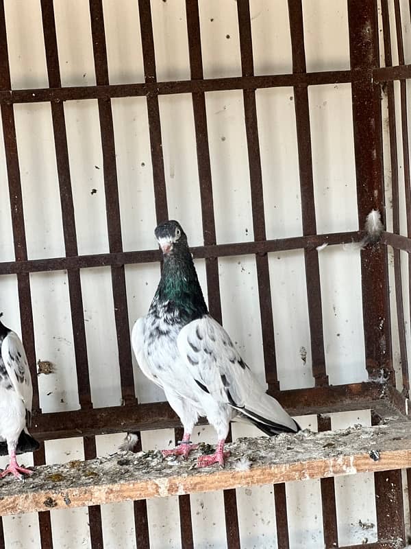 teddy kabooter pigeons for sale urgently 5