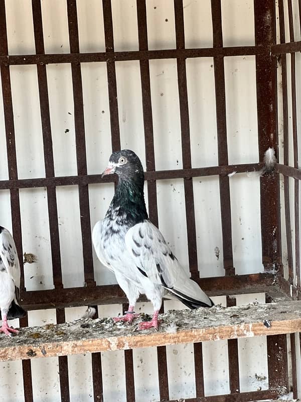 teddy kabooter pigeons for sale urgently 6