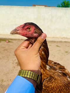 RAMPURI ASEEL HEN FOR SALE