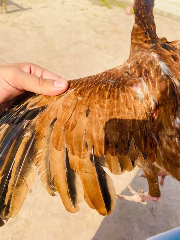 RAMPURI ASEEL HEN FOR SALE 1