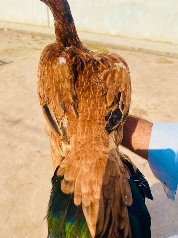 RAMPURI ASEEL HEN FOR SALE 2