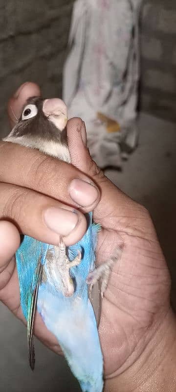 blue pasnata breeding pair ghr ka he 2