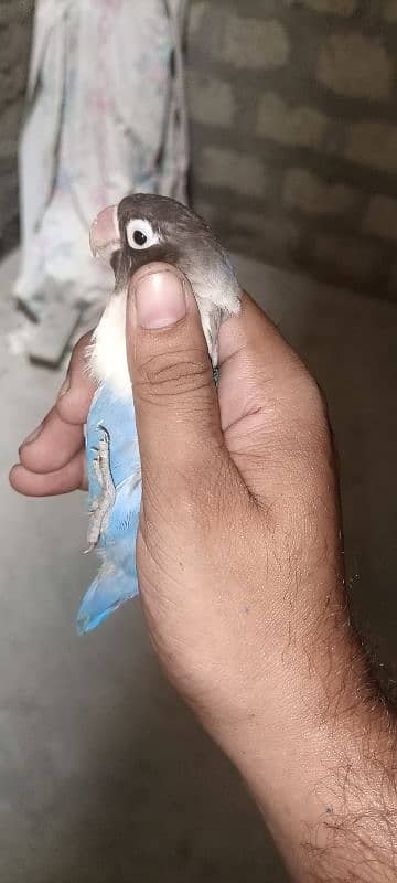 blue pasnata breeding pair ghr ka he 3