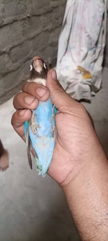 blue pasnata breeding pair ghr ka he 5