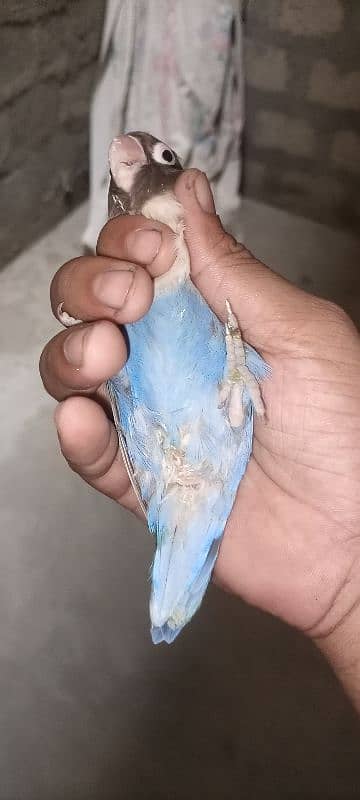 blue pasnata breeding pair ghr ka he 6