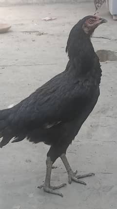 aseel hen for sale 03244543637