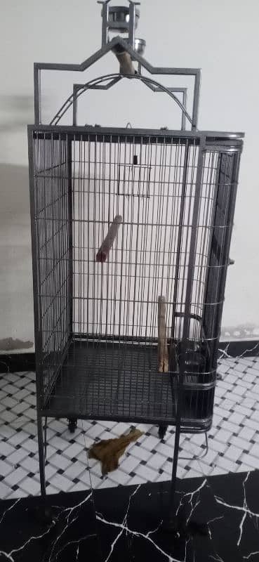 maccaow,african grey,caca too for cage 3