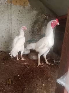 white hera aseel for sale orignal 0