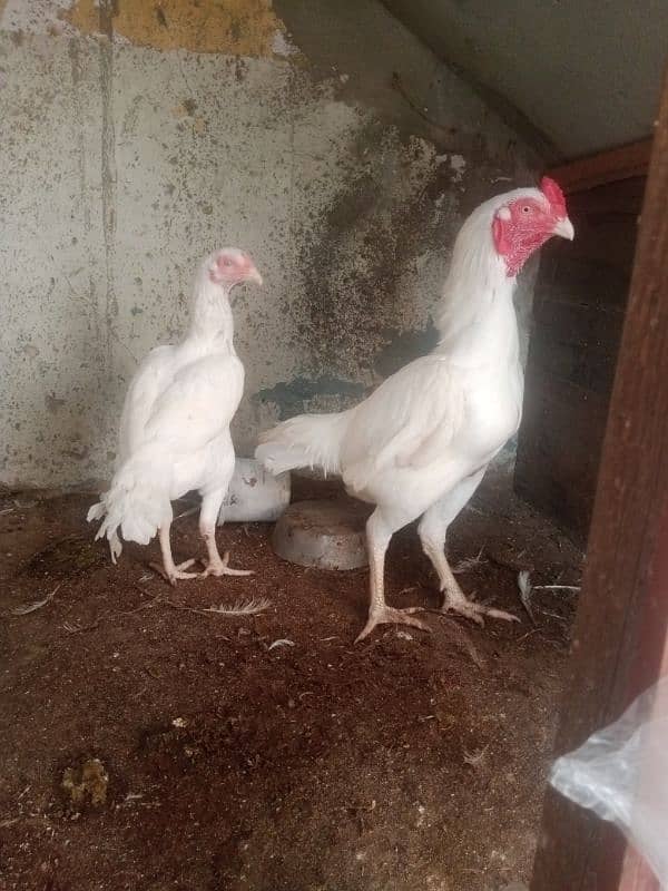 white hera aseel for sale orignal 0