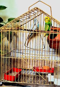 Australian parrot’s - budgies PET