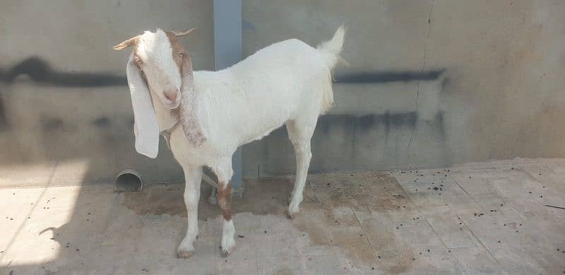 bakri braye frokhat. 1