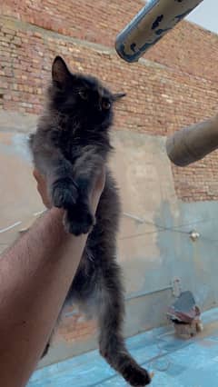 calico fluffy kitten