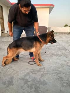 I want to sale my long Coat German shepherd male