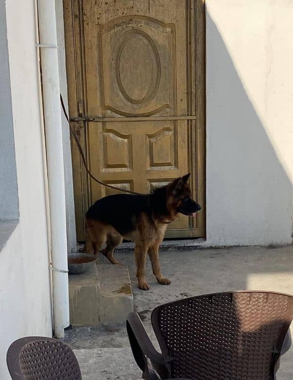 I want to sale my long Coat German shepherd male 1