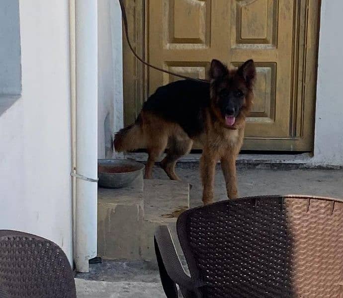 I want to sale my long Coat German shepherd male 2