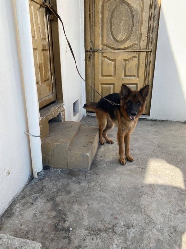 I want to sale my long Coat German shepherd male 3