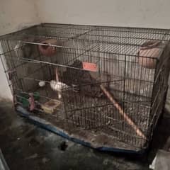 pinjra and lovebirds for sale 0