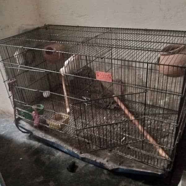 pinjra and lovebirds for sale 1