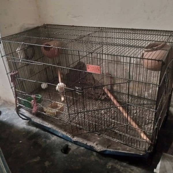 pinjra and lovebirds for sale 2