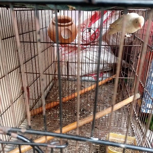 pinjra and lovebirds for sale 3