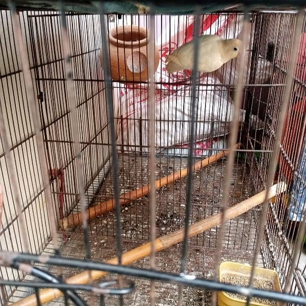 pinjra and lovebirds for sale 5