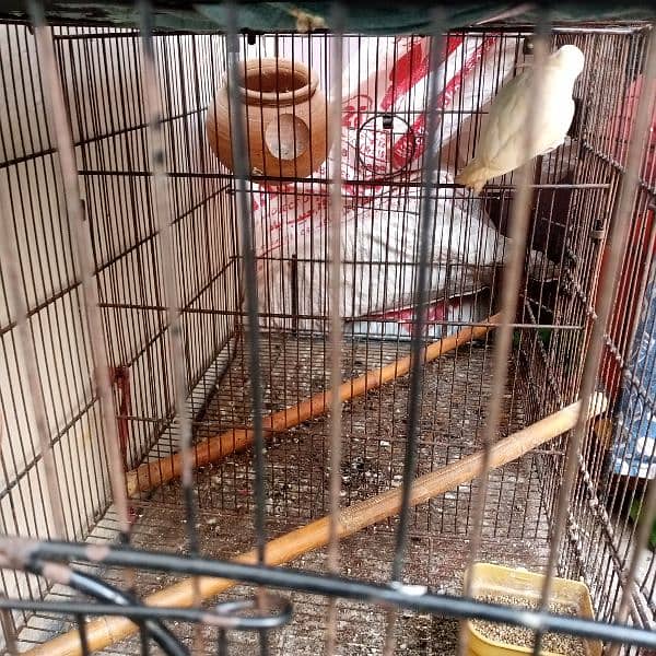 pinjra and lovebirds for sale 6