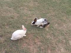 Rabbits